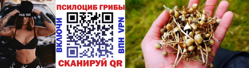 mega ONION Георгиевск Галлюциногенные грибы Psilocybe